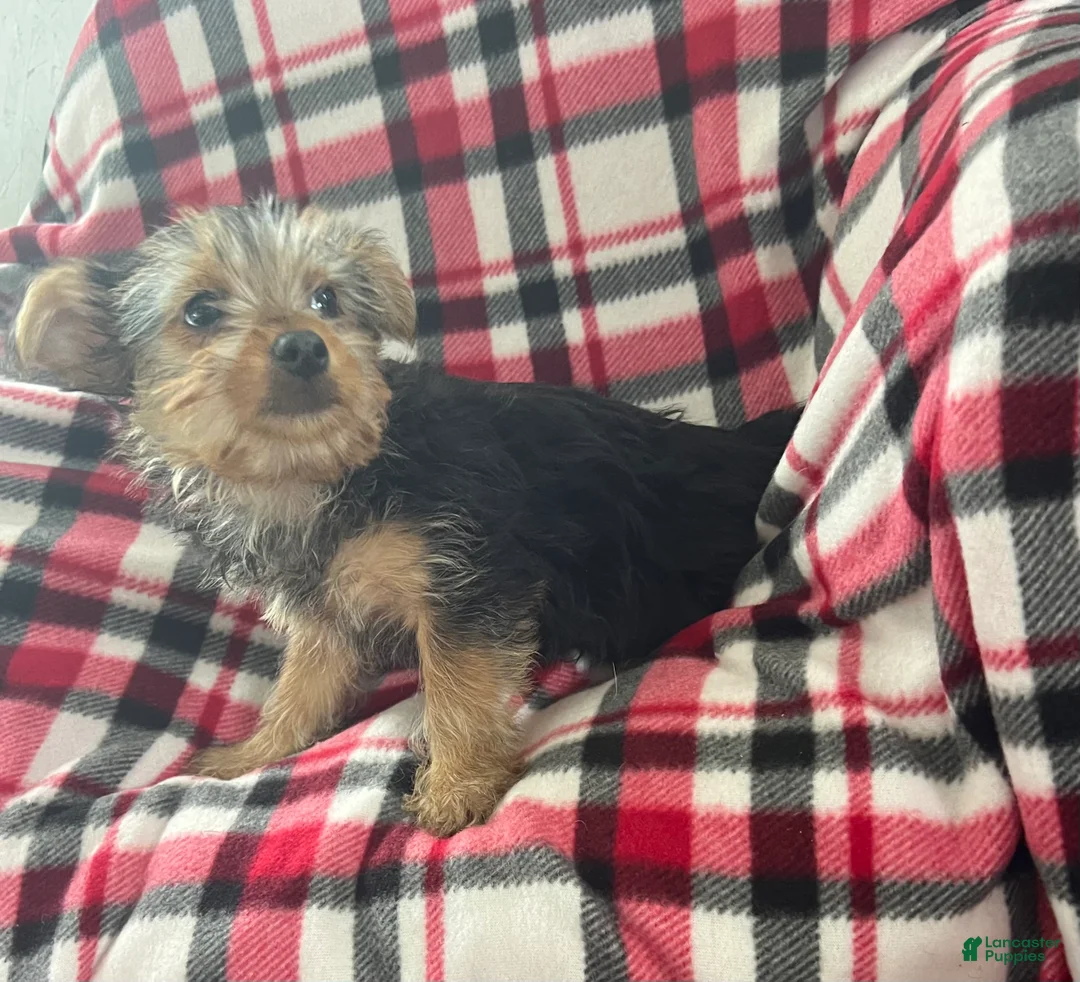 Yorkshire Terrier dogs for sale: Little Debbie - Ad 2