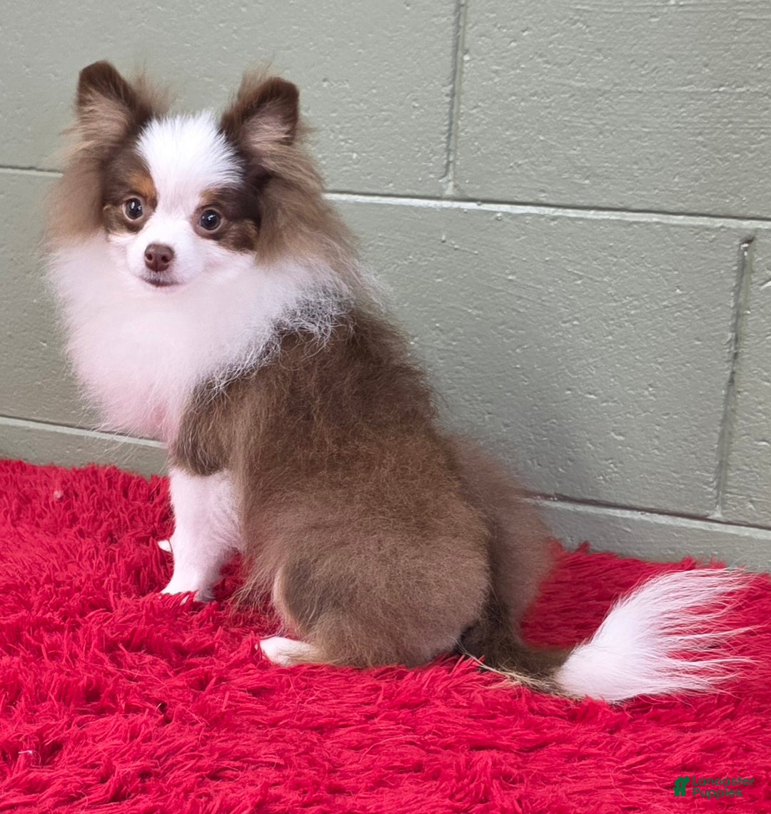 Pomeranian dogs for sale: Gunner - Ad 8