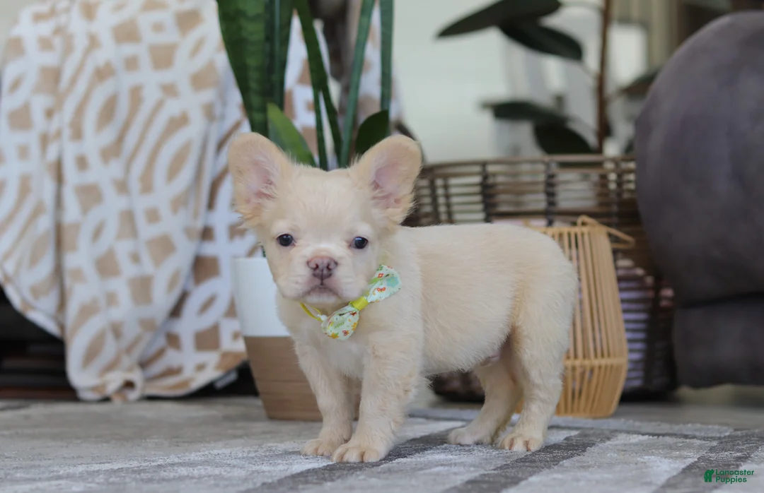 French Bulldog dogs for sale: Chip - Ad 4