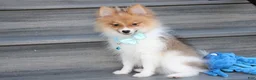 Pomeranian dogs for sale: Theo - Ad 9