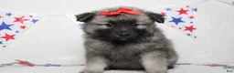 Keeshond dogs for sale: Elsa  - Ad 10