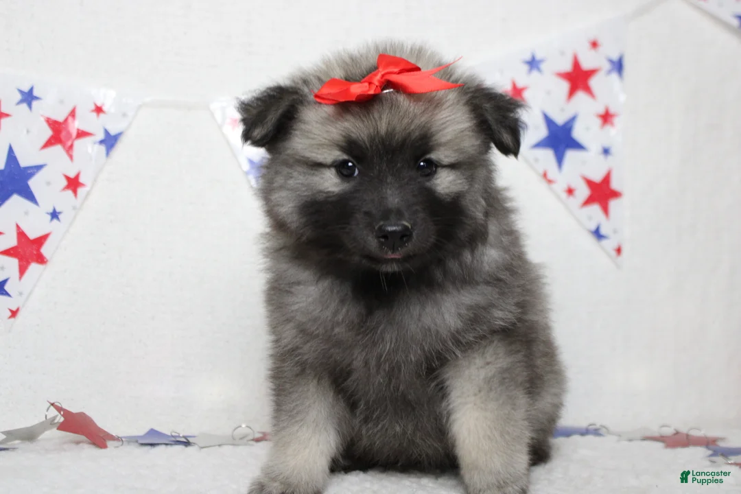 Keeshond dogs for sale: Elsa  - Ad 10