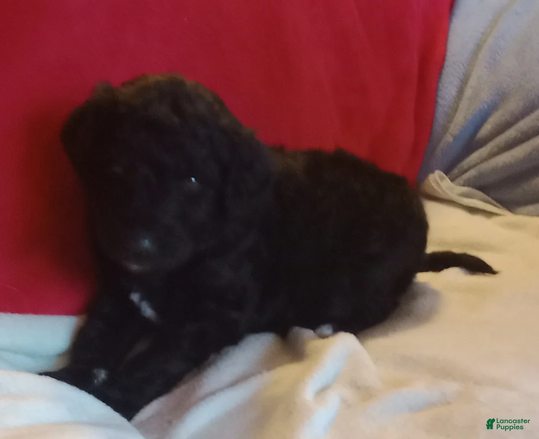 Standard Poodle dogs for sale: Chase - Standard Poodle - Ad 2