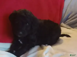 Standard Poodle dogs Chase - Standard Poodle - Ad 39