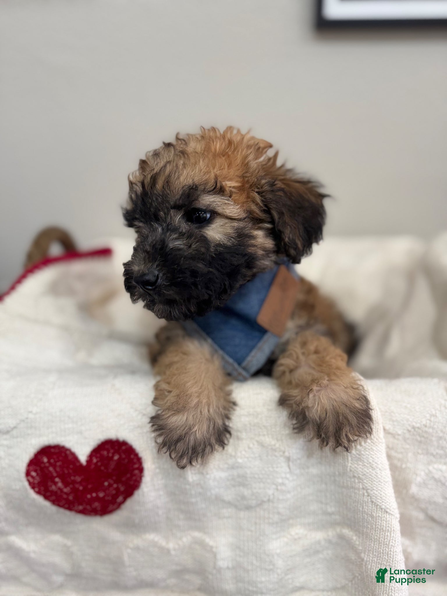 Mini Bernedoodle dogs Mini Bernedoodle Cocoa-Blue Collar - Ad 1