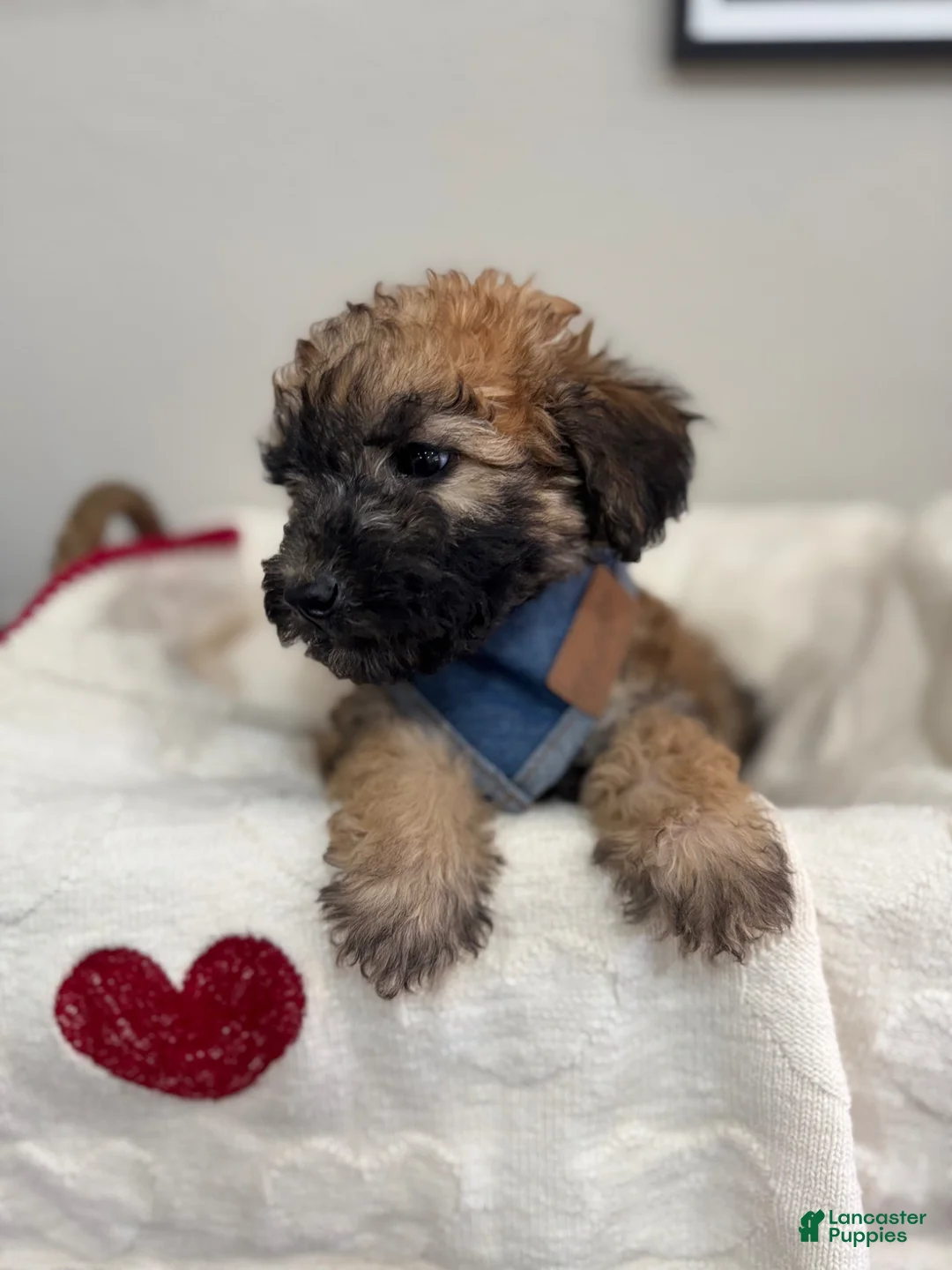 Mini Bernedoodle dogs for sale: Mini Bernedoodle Cocoa-Blue Collar - Ad 1