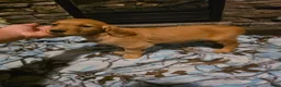 Golden Retriever dogs for sale: Cola - Ad 5