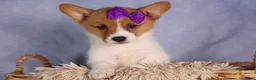 Welsh Corgi Pembroke dogs for sale: Bambi🎀 - Ad 9