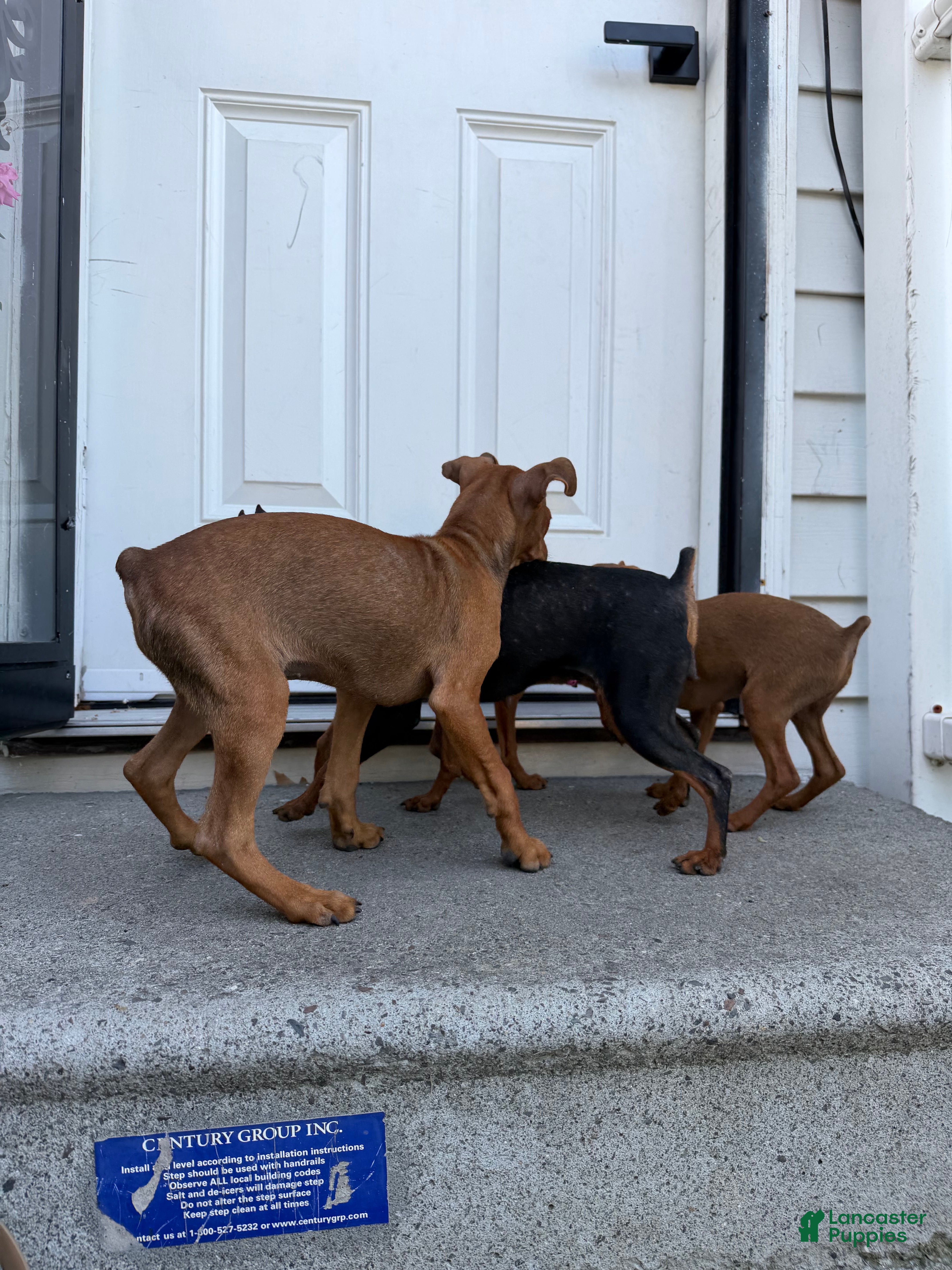 Miniature Pinscher dogs for sale: Miniature Pinscher 1 - Ad 3