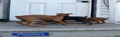 Miniature Pinscher 1