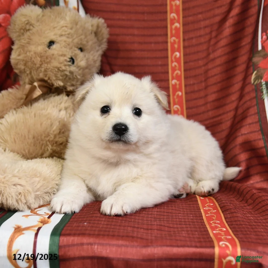 American Eskimo dogs for sale: Edward - Ad 8