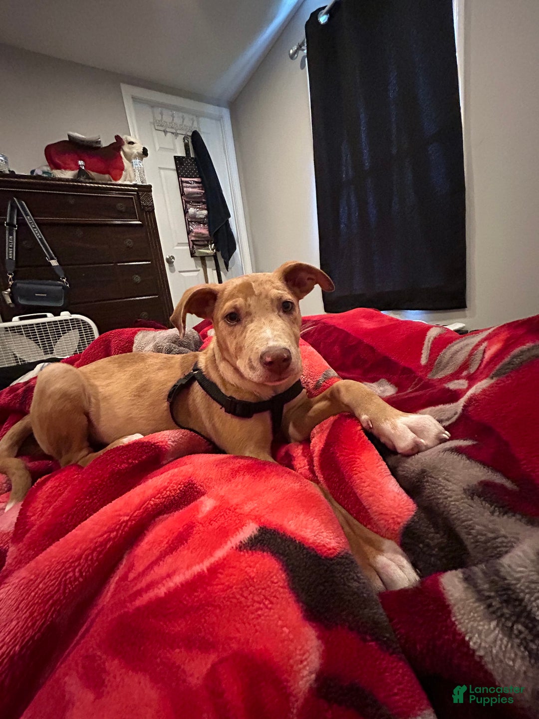 Gallery Image {{count}}