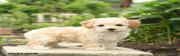 Bichpoo dogs for sale: Velvet - Ad 3