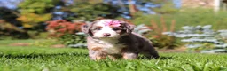 Mini Bernedoodle dogs for sale: Jasmine🩷  - Ad 2