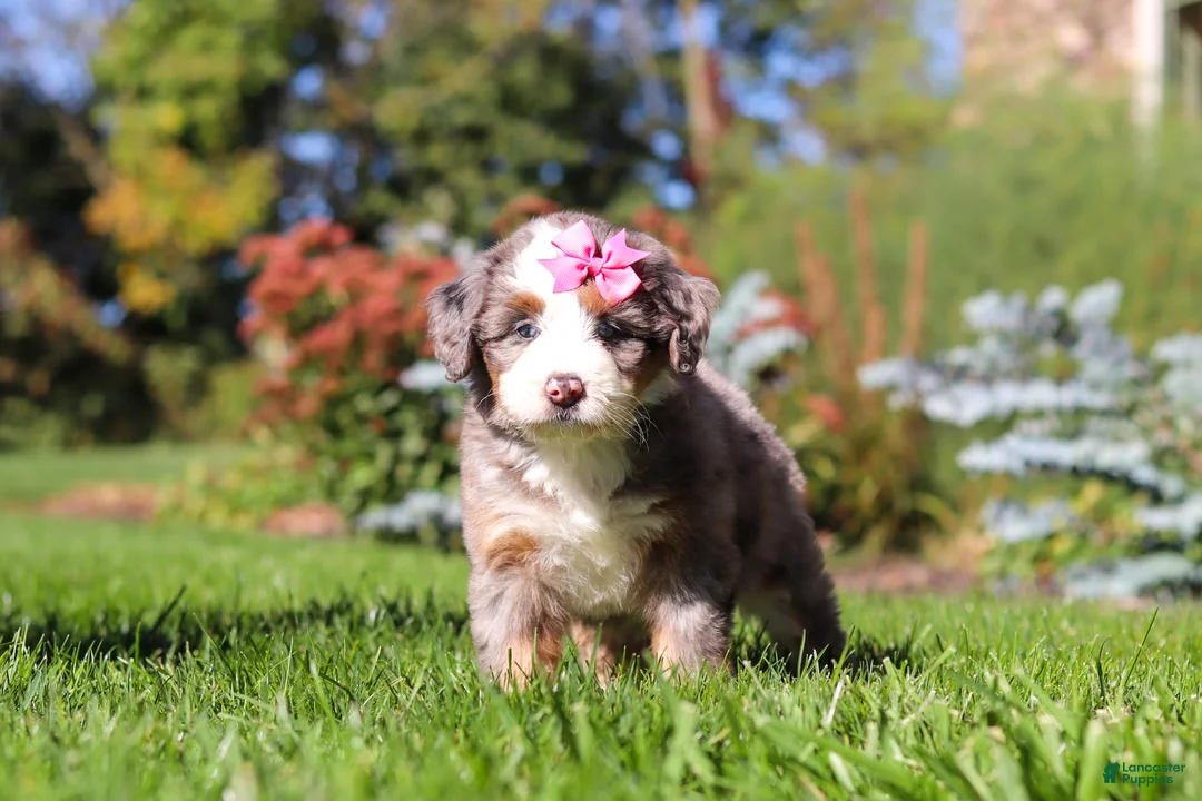Mini Bernedoodle dogs for sale: Jasmine🩷  - Ad 2