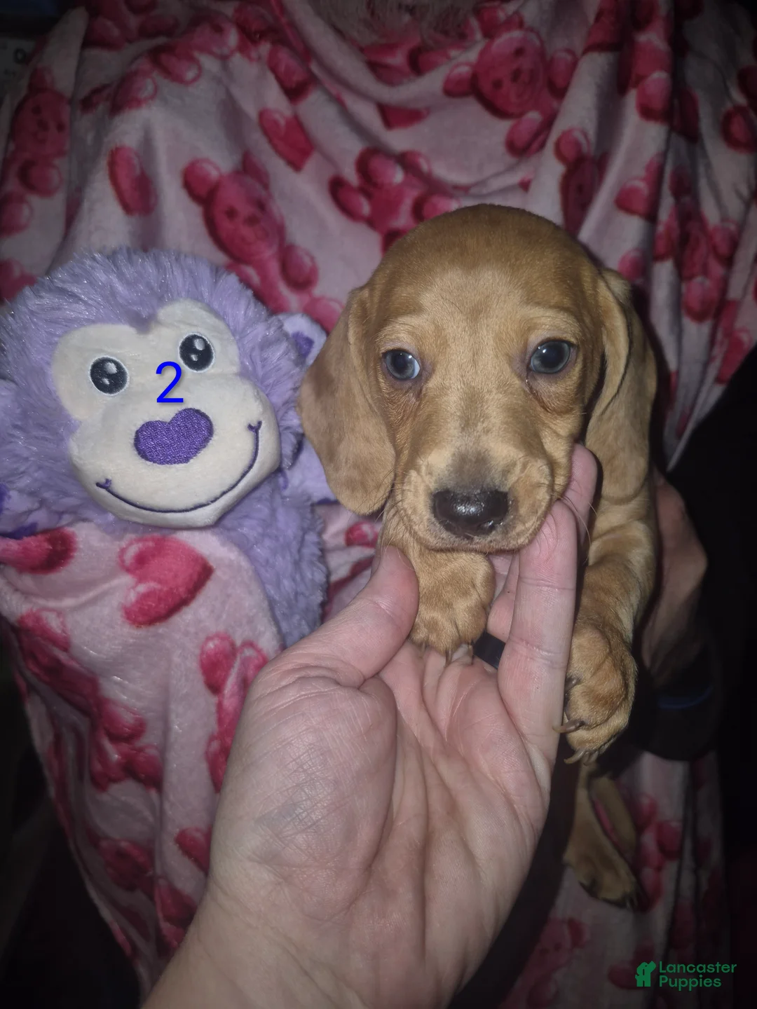 Miniature Dachshund dogs for sale: Miniature Dachshund Puppy 2 - Ad 1