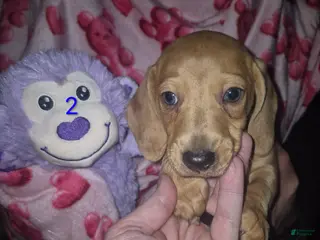 Miniature Dachshund dogs Miniature Dachshund Puppy 2 - Ad 19