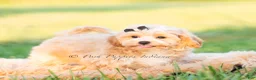 Maltipoo dogs for sale: Louie - Ad 4