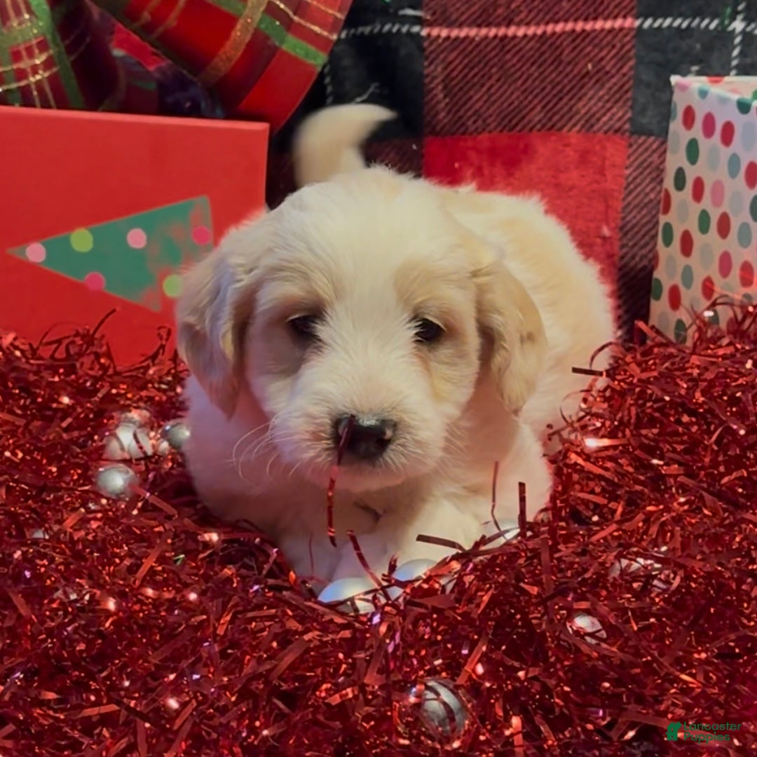 Mini Goldendoodle dogs for sale: Frosty  - Ad 1