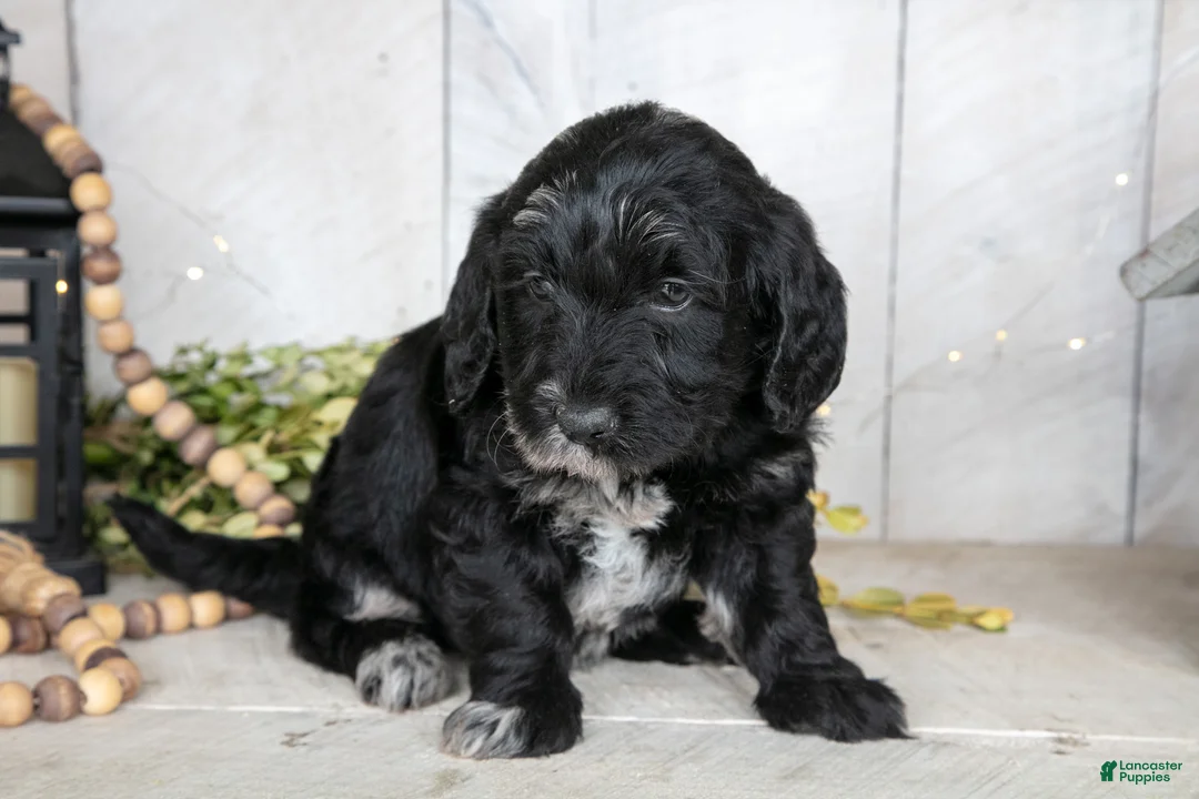 Miniature Labradoodle dogs for sale: Amber - Ad 2