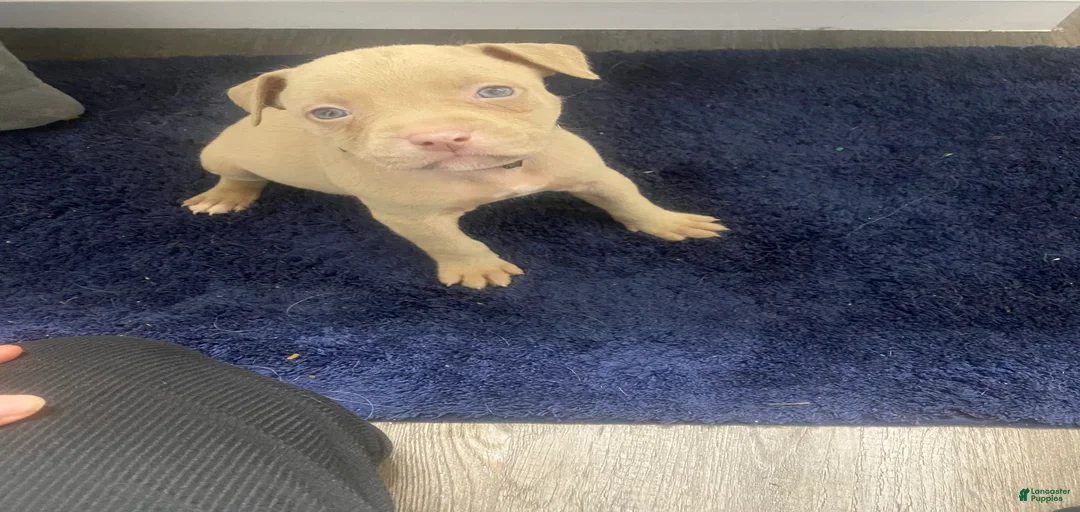 Gallery Image {{count}}