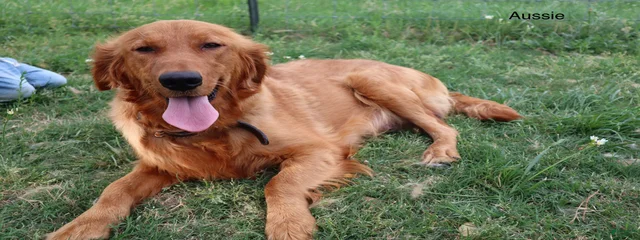 Aussie