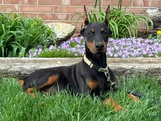 Doberman Pinscher dogs Whitney - Ad 11