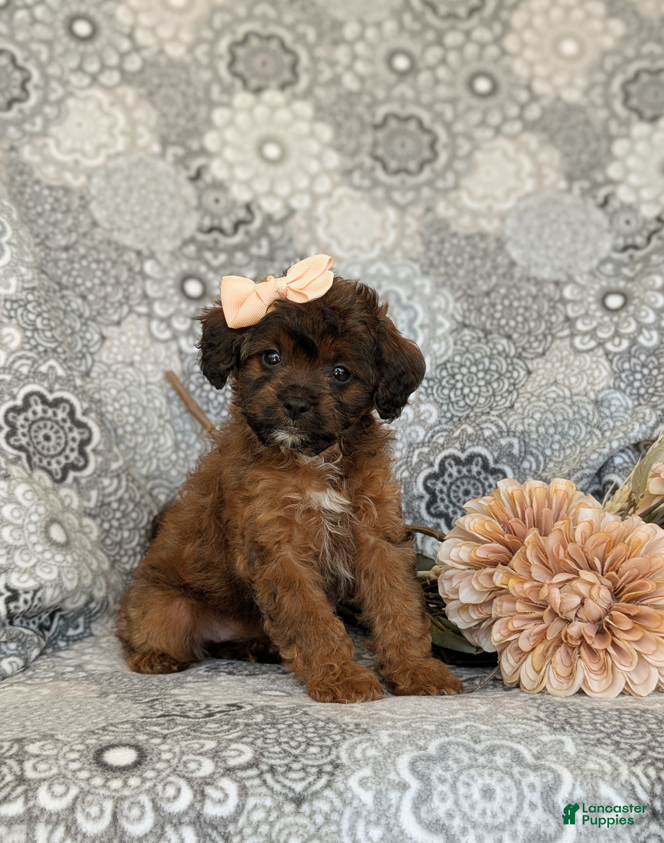 Shihpoo dogs Addisen - Ad 1