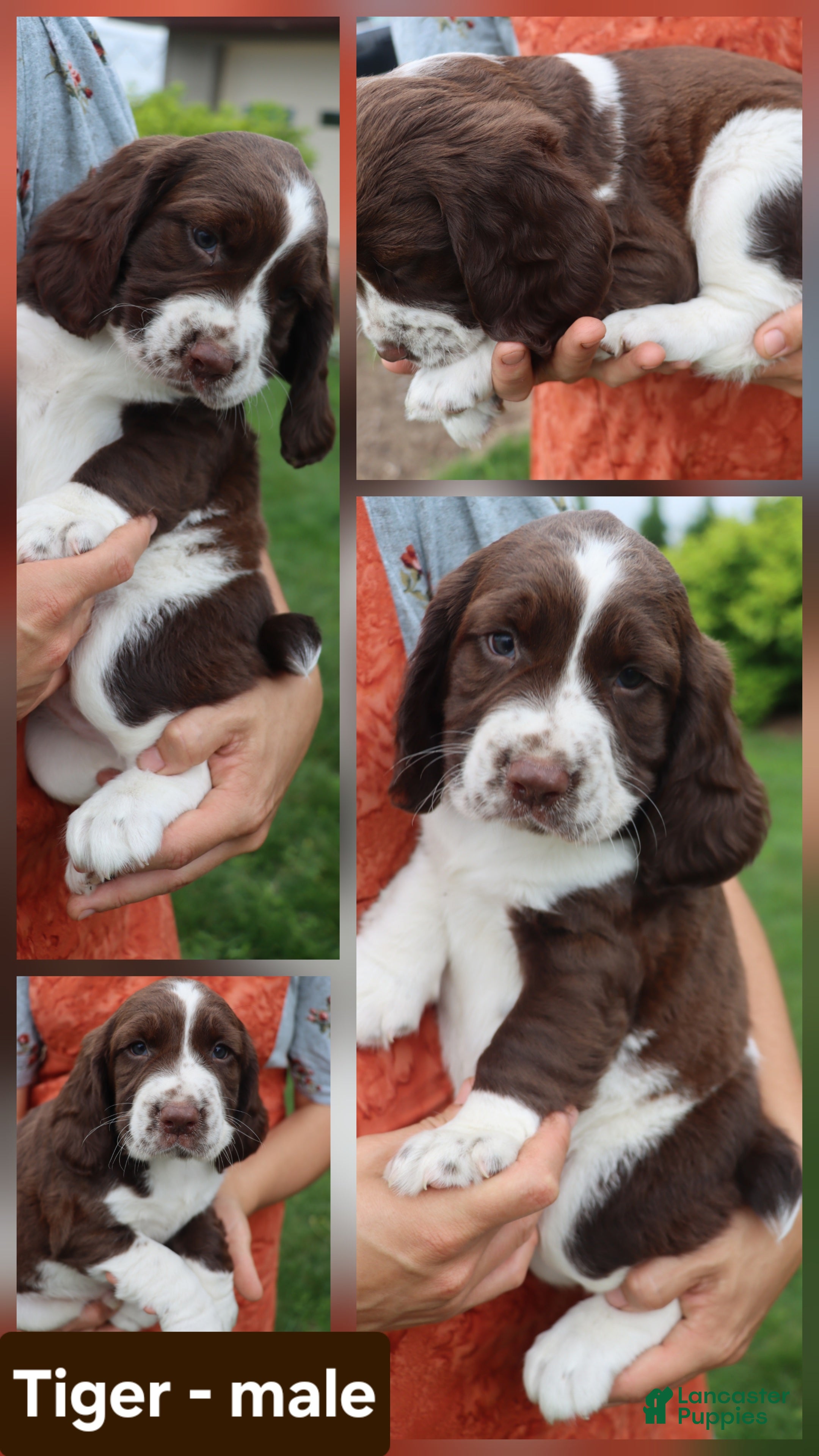 English Springer Spaniel dogs Tiger - Ad 35