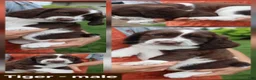 English Springer Spaniel dogs for sale: Tiger - Ad 1