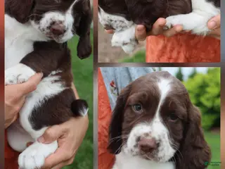 English Springer Spaniel dogs Tiger - Ad 35