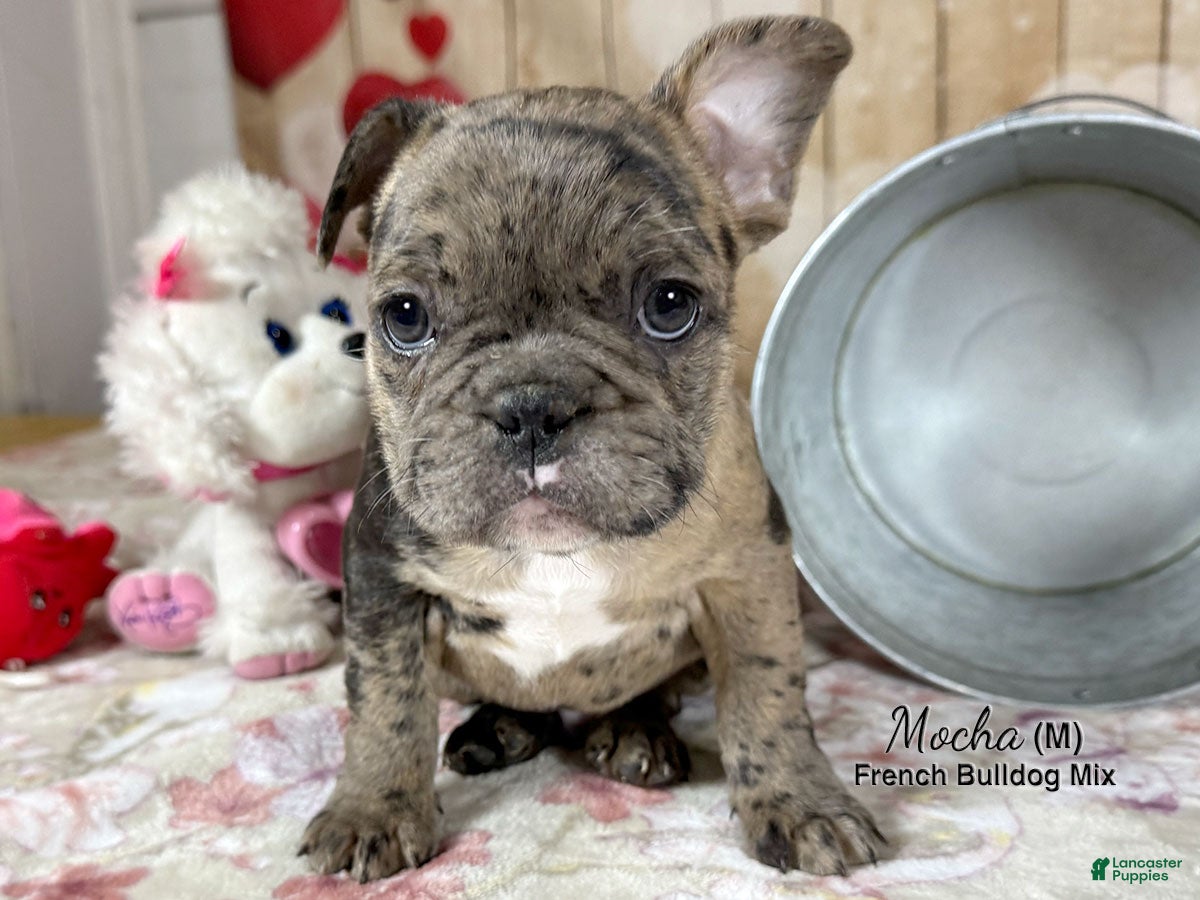 Mixed Breed dogs Mocha - Ad 2