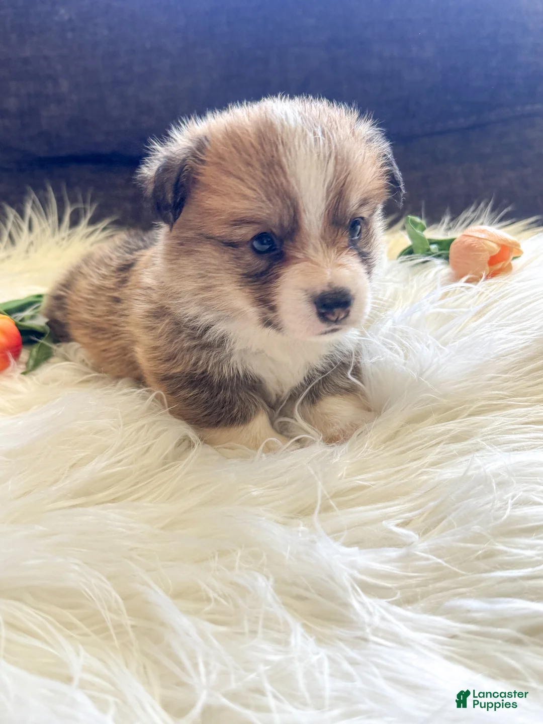Welsh Corgi Pembroke dogs for sale: Fettucine (Fat Boy) - Ad 2
