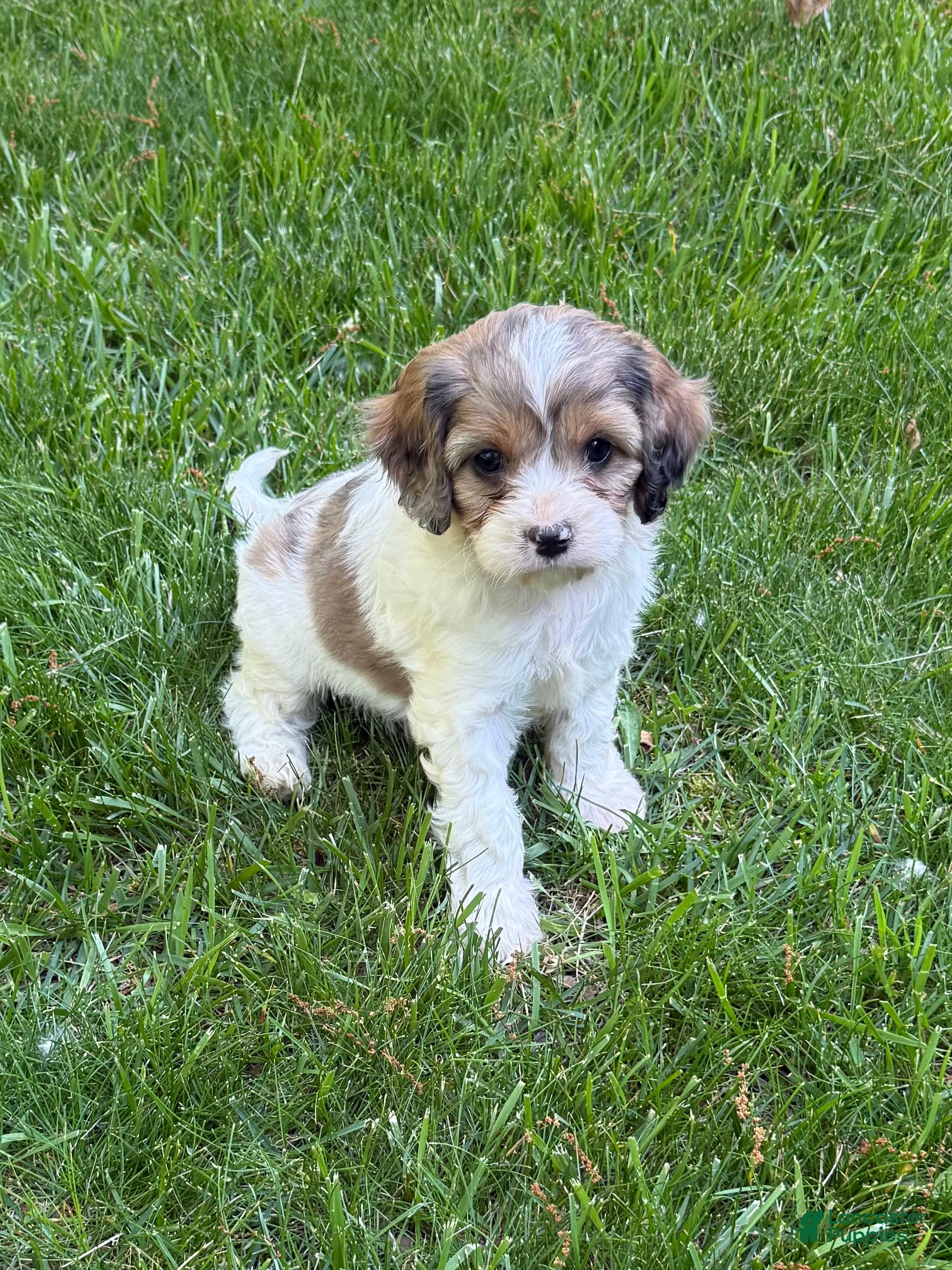 Cavapoo dogs Apollo - Ad 1