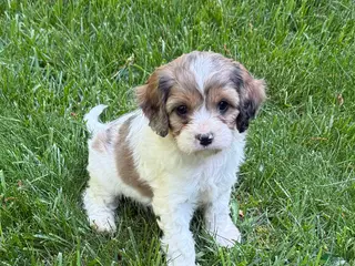 Cavapoo dogs for sale: Apollo - Ad 2