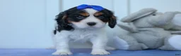 Cavalier King Charles Spaniel dogs for sale: Walker 🩵 - Ad 10