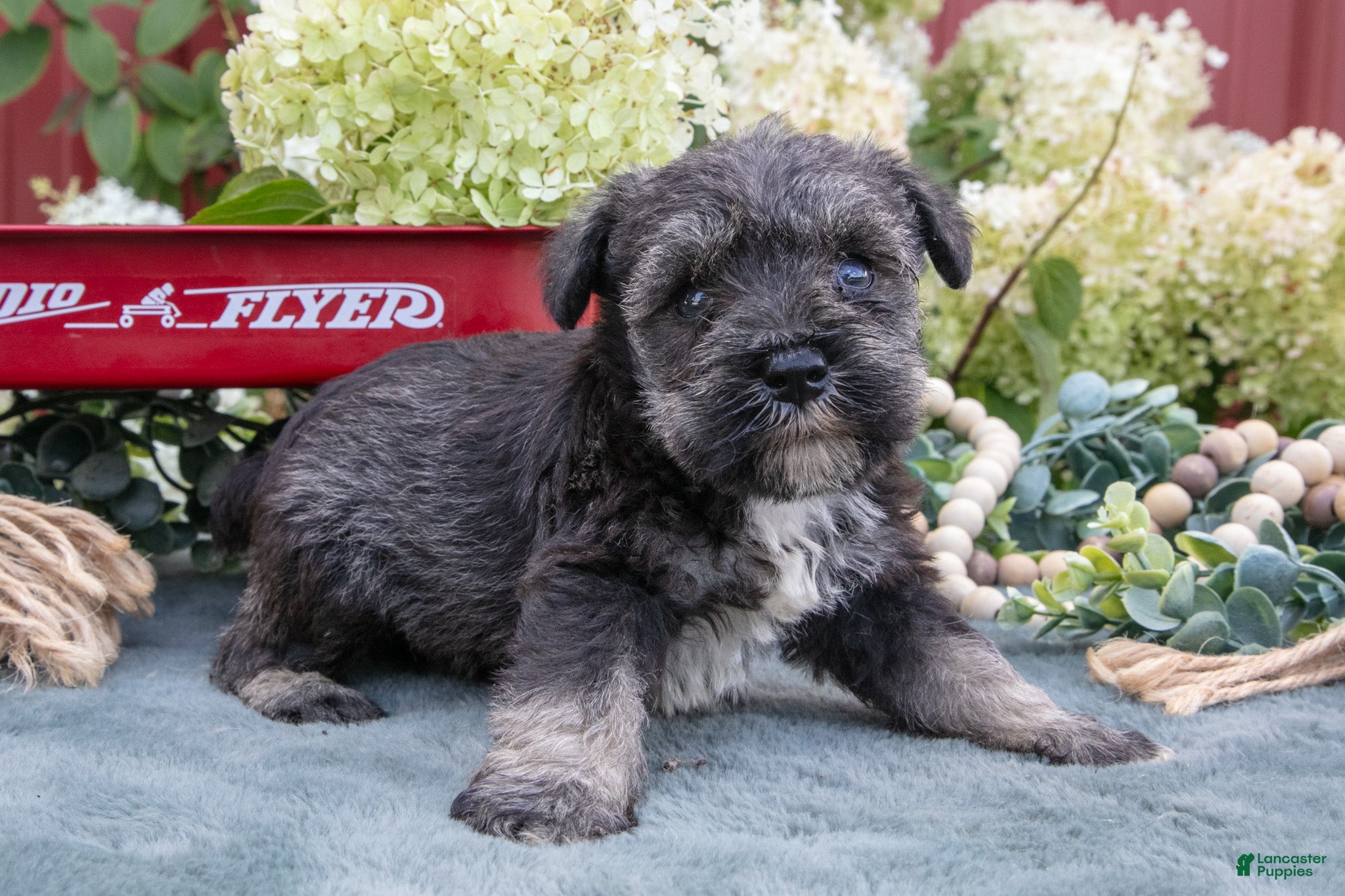 Miniature Schnauzer dogs Shawn - Ad 1