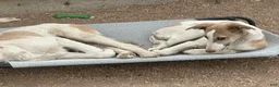 Mixed Breed dogs for sale: Journey - Ad 18