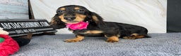 Miniature Dachshund dogs for sale: Ch imports - Ad 11