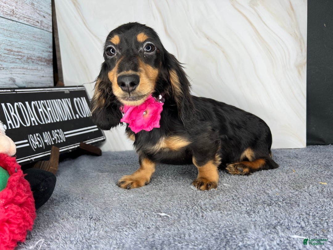 Miniature Dachshund dogs for sale: Ch imports - Ad 11