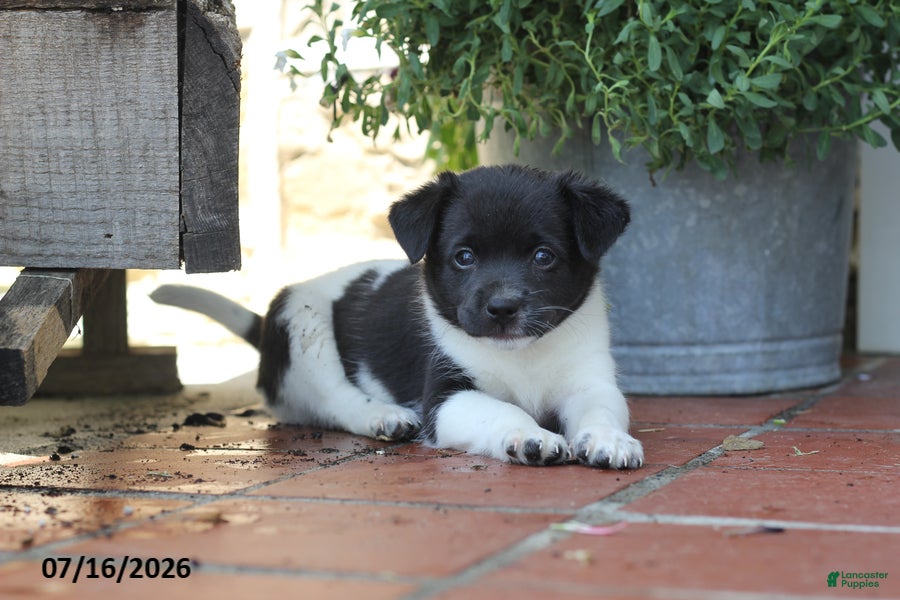 Toy Fox Terrier dogs for sale: Missy - Ad 4