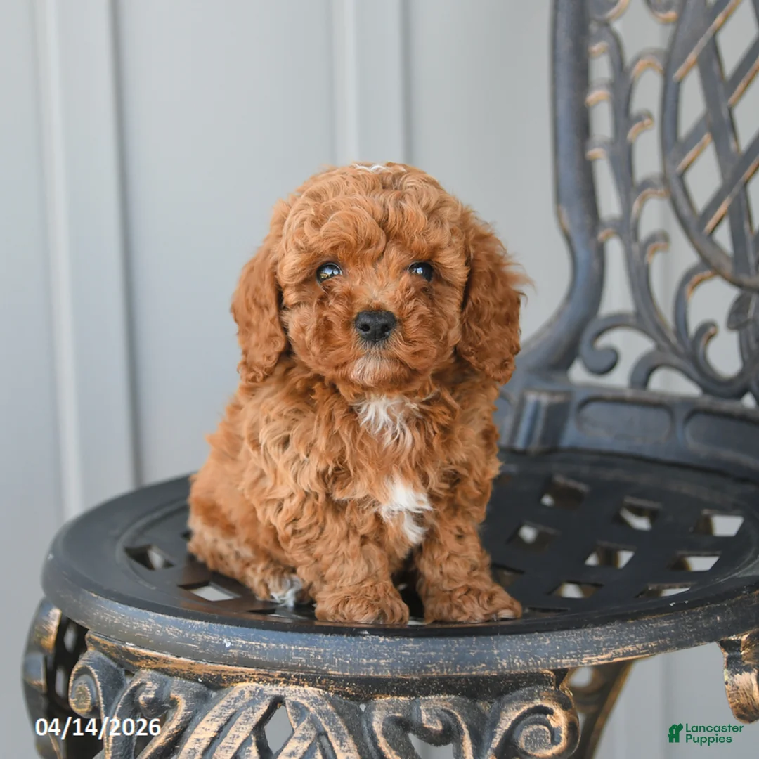 Toy Poodle dogs for sale: Cookie - Ad 1