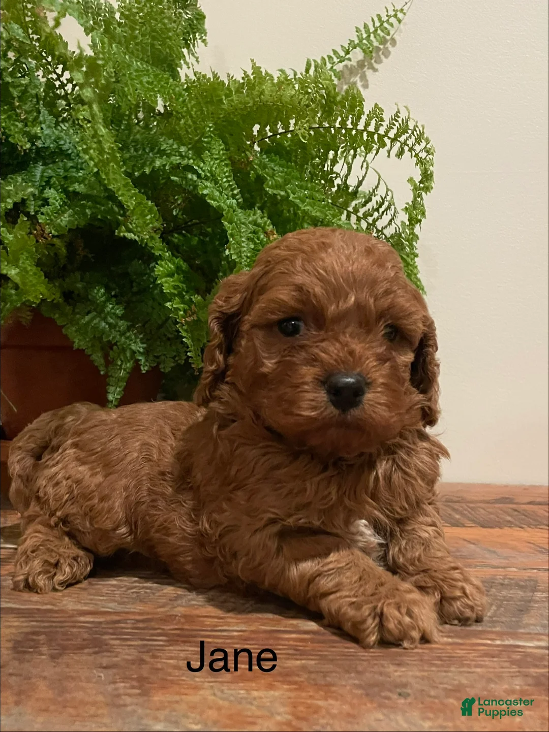 Cockapoo dogs for sale: Jane - Ad 2