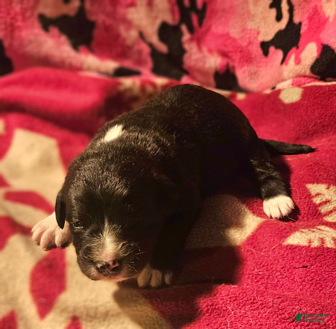 Border Collie dogs for sale: Ice - Ad 11