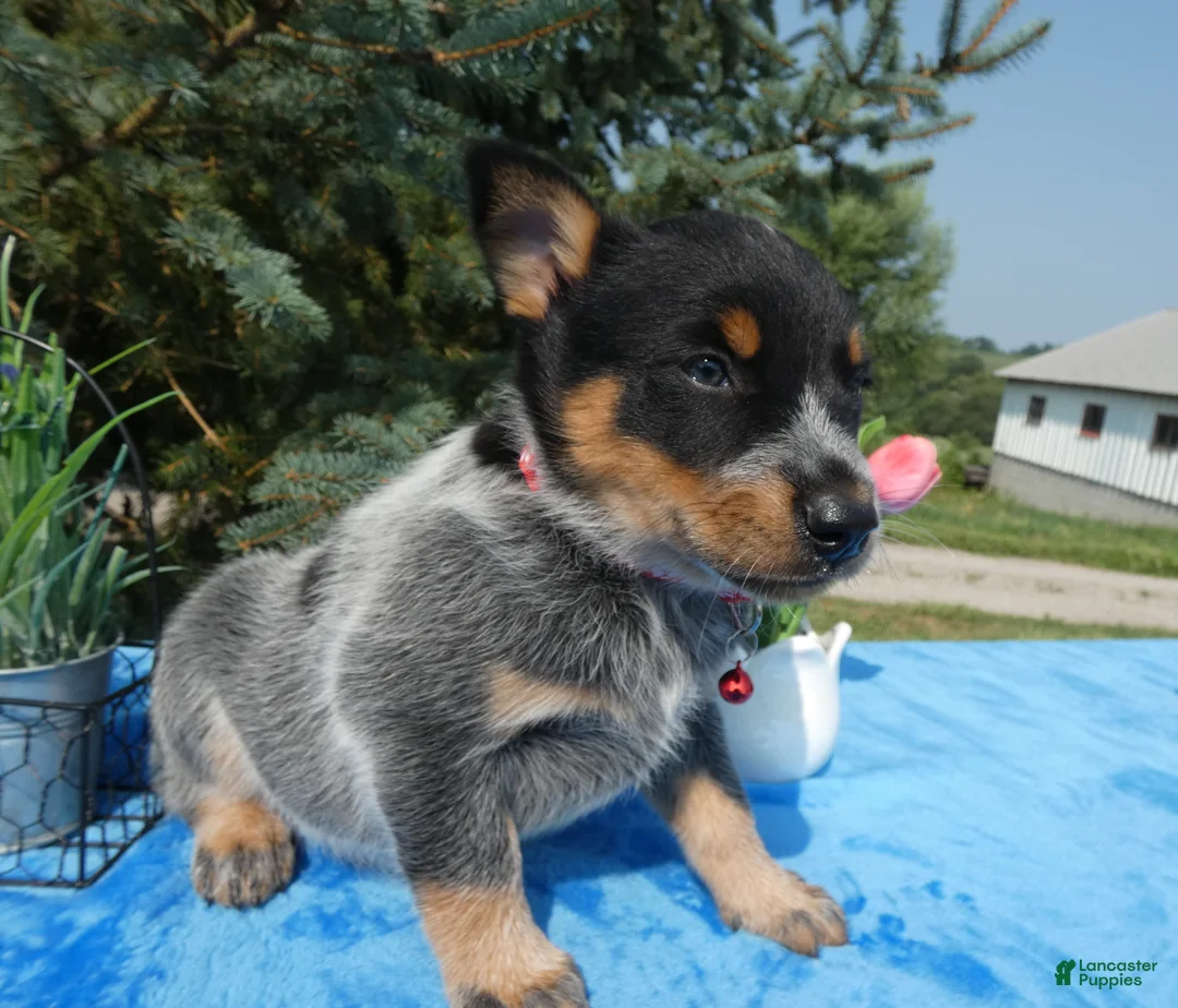 Australian Cattle Dog dogs for sale: Australian Cattle Dog 3 - Ad 2