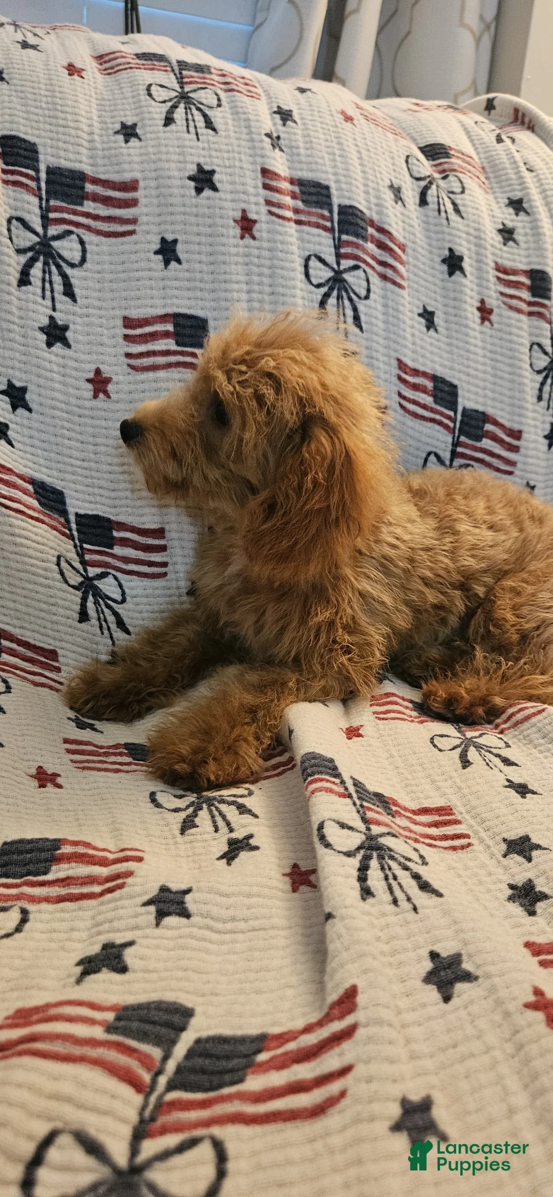 Toy Poodle dogs for sale: Stella - Ad 2