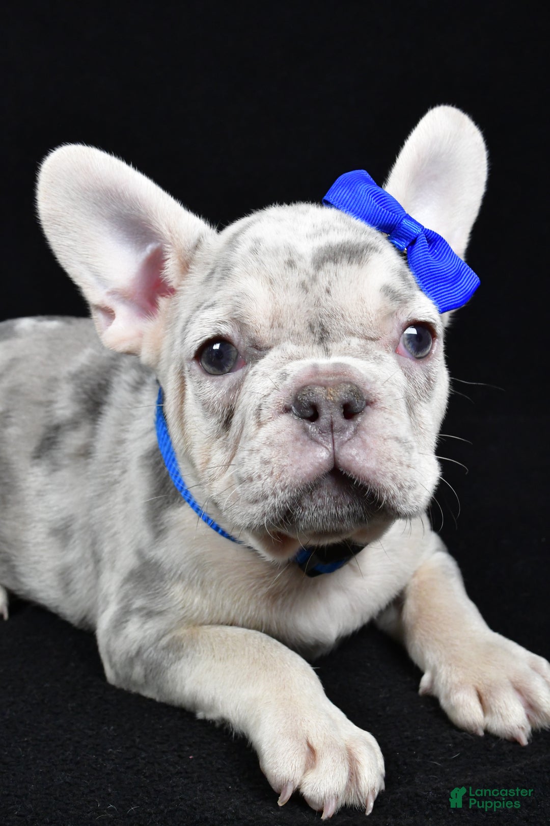 French Bulldog dogs for sale: Buster  - Ad 2