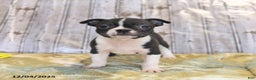 Boston Terrier dogs for sale: Roxie - Ad 5