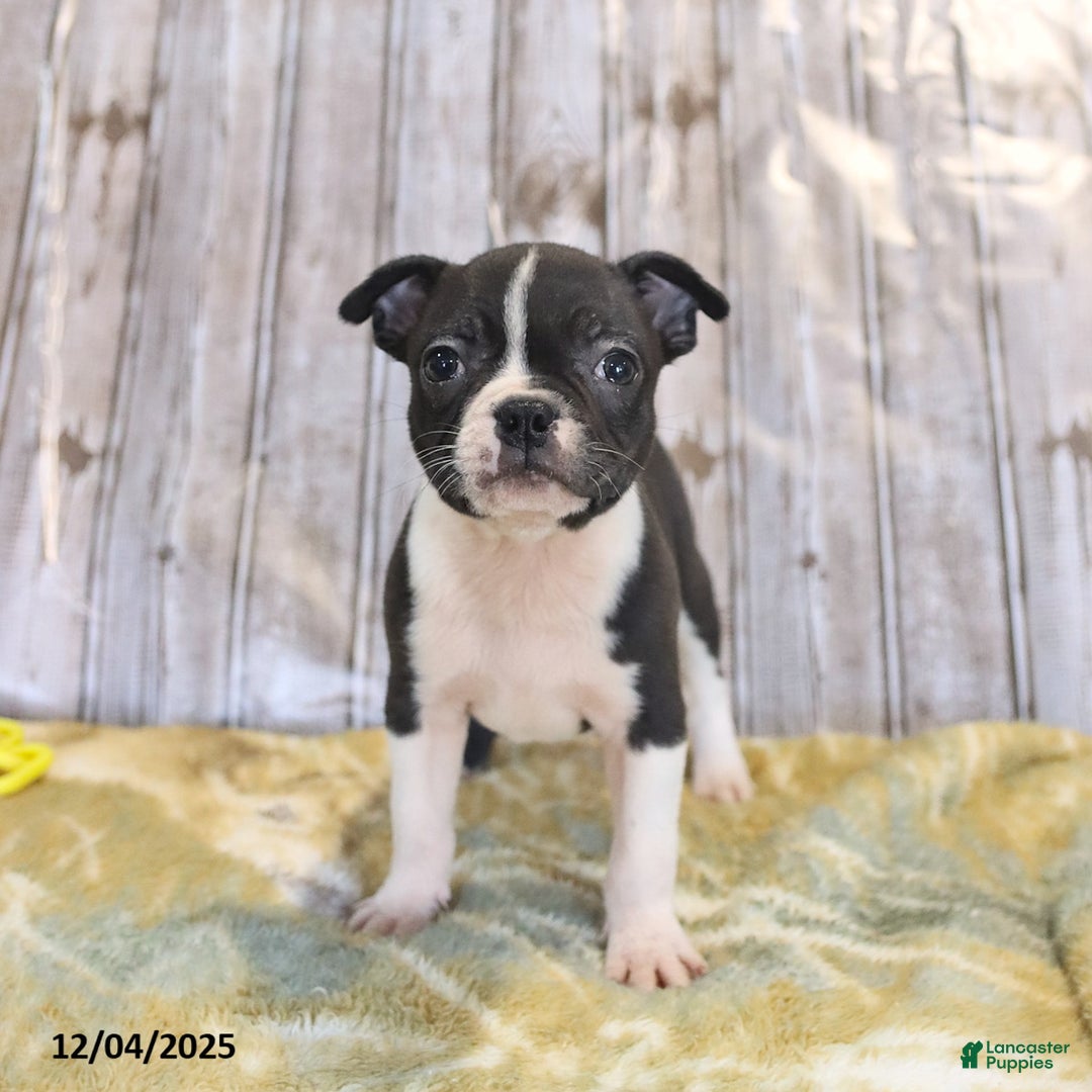 Boston Terrier dogs for sale: Roxie - Ad 5
