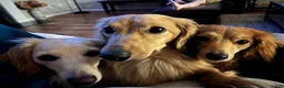 Dachshund dogs for sale: Expecting Litter of Cream/Shaded Cream Longhaired Dachshunds - Ad 10